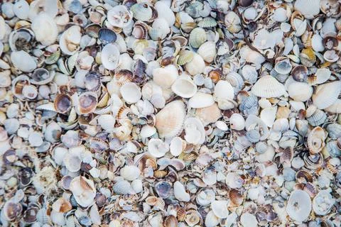 Background, sand consisting of small and large shells under the sun rays Stock Photos
