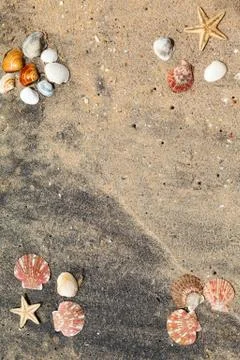 Background of sand shells and starfish Stock Photos