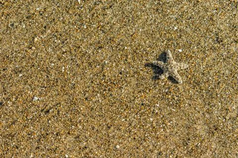 Background of sand with small starfish Stock-Fotos
