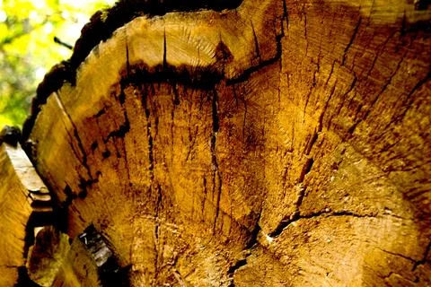 Background of sawn old tree in the forest in autumn. Stock Photos