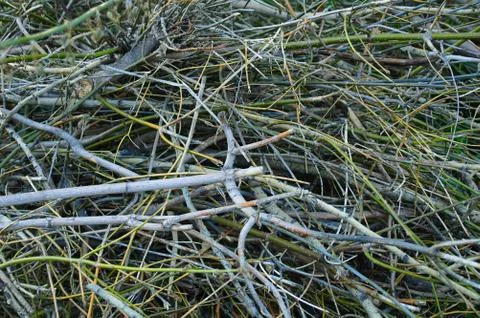 Background of scattered tree branches. Close-up. Stock Photos