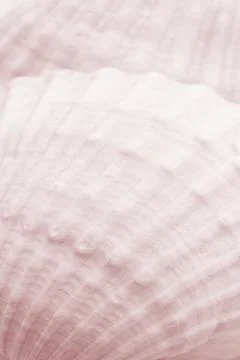 Background of sea shell texture Stock Photos