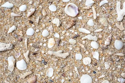 Background of sea shells and corals carried out by the sea on coarse sand. Tr Stock Photos