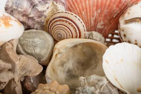 Background from a sea shells Background from a sea shells. Copyright: xZoo... Stock Photos