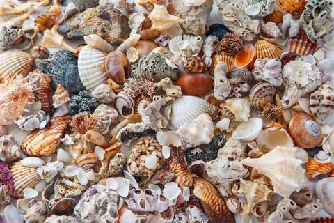 Background of sea shells of different colors. many multi-colored shells. 库存照片
