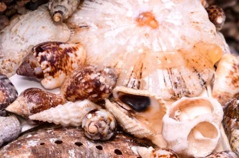 Background of sea shells Foto stock