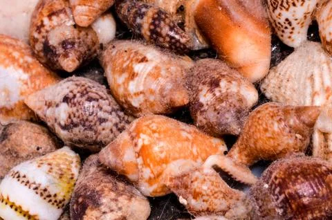 Background of sea shells Stock Photos
