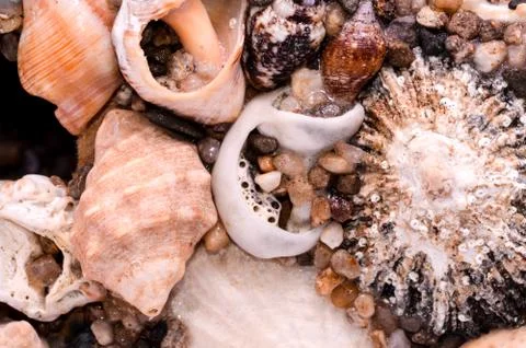 Background of sea shells Foto stock