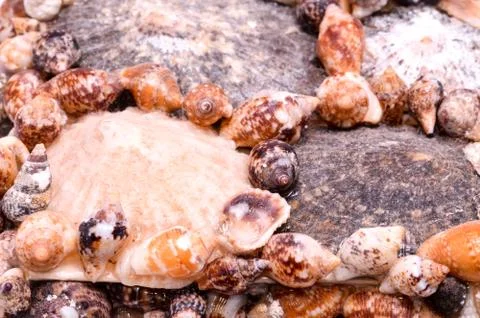 Background of sea shells Foto stock