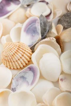 Background from a sea shells Stockfoto's
