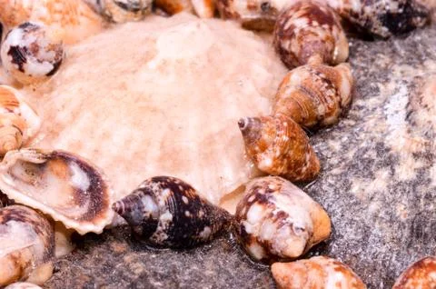 Background of sea shells Stock Photos
