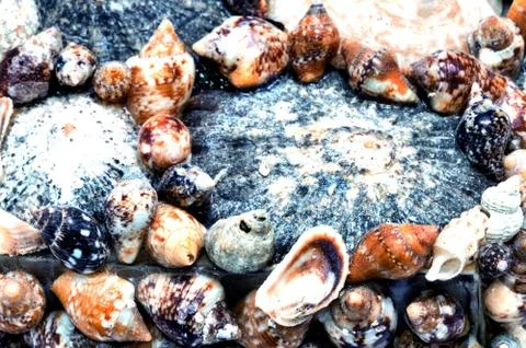 Background of sea shells Stockfoto's