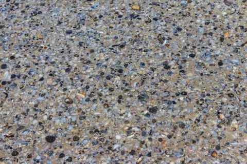 Background of the sea shells 스톡 사진