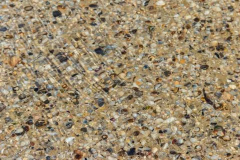 Background of the sea shells Stock-Fotos