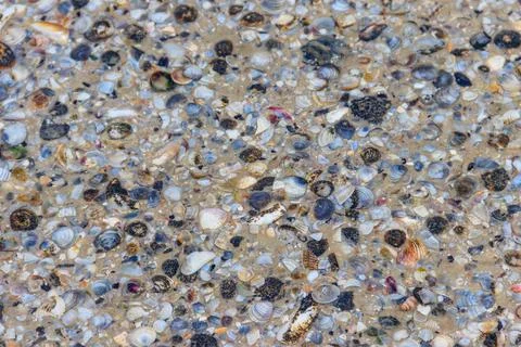 Background of the sea shells Stock Photos