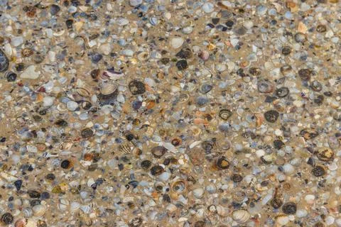 Background of the sea shells Stock Photos