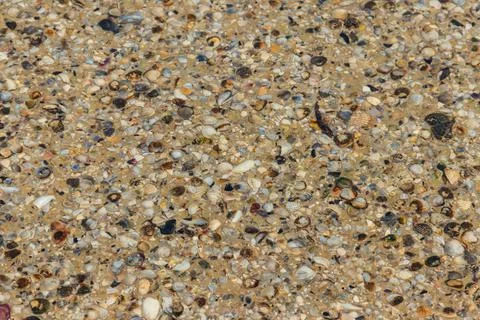 Background of the sea shells 스톡 사진