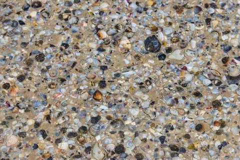 Background of the sea shells 스톡 사진