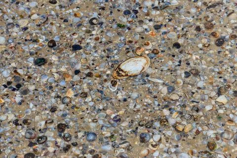 Background of the sea shells Stock Photos