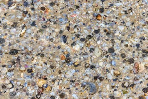 Background of the sea shells Stock Photos