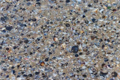 Background of the sea shells Stock Photos