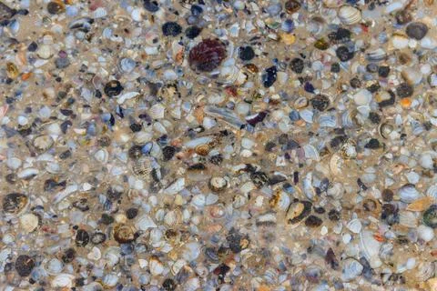 Background of the sea shells 스톡 사진
