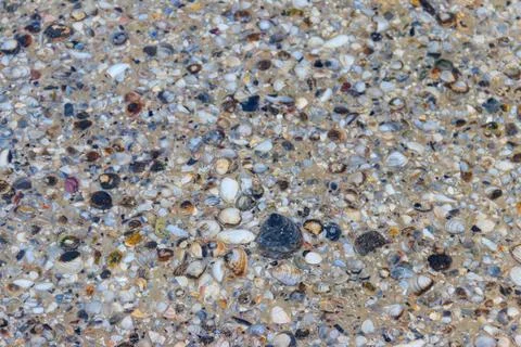 Background of the sea shells Stock Photos