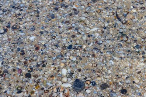 Background of the sea shells 스톡 사진