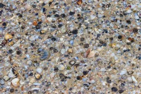 Background of the sea shells Stock Photos
