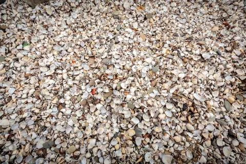 Background with sea shells on the riverside Stock Photos