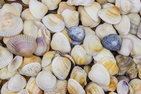 Background of the sea shells. Summer vacation concept Stockfoto's