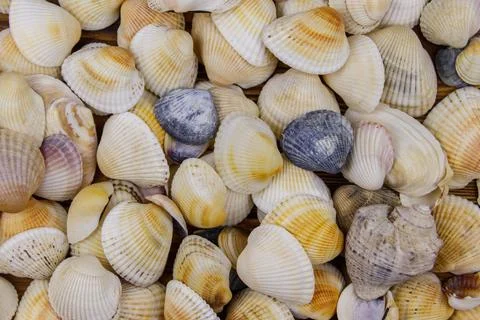 Background of the sea shells. Summer vacation concept 写真素材