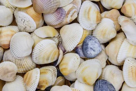 Background of the sea shells. Summer vacation concept Stockfoto's