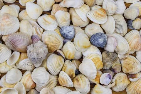 Background of the sea shells. Summer vacation concept 库存照片