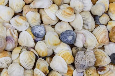 Background of the sea shells. Summer vacation concept Foto stock