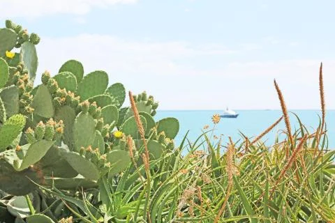 Background sea, ship, cacti Foto stock