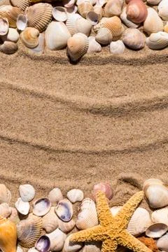 Background: sea star and shells on the sand of the sea Stock Photos