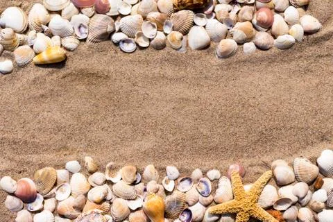 Background: sea star and shells on the sand of the sea Stock Photos
