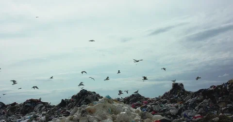 Background of seagull flock flying above waste dump on bright sky horizon Vidéo 127291024