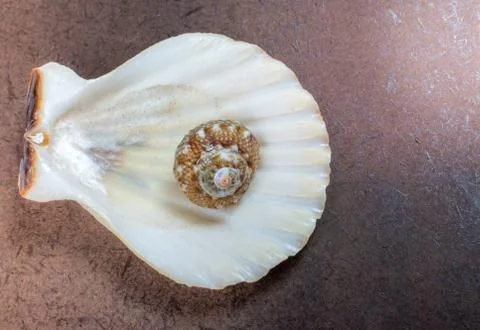 Background of seashell close-up. Mollusk seashell texture. Stock Photos