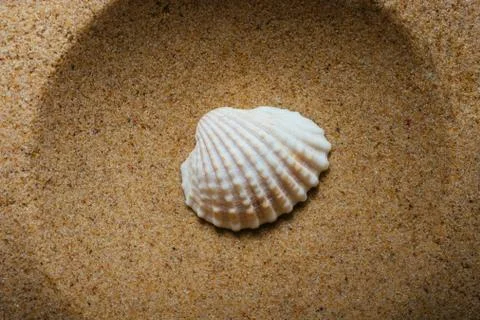 Background of seashell close-up. Mollusk seashell texture. Stock Photos