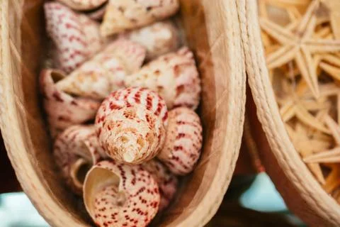 Background of seashell close-up. Mollusk seashell texture. Stock Photos