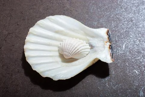 Background of seashell close-up. Mollusk seashell texture. Stock Photos