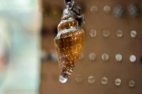 Background of seashell close-up. Mollusk seashell texture. 写真素材