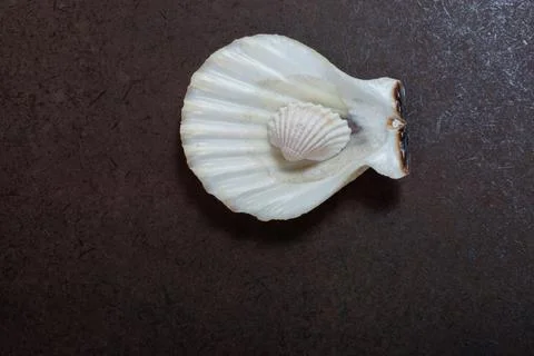 Background of seashell close-up. Mollusk seashell texture. Stock Photos