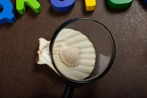 Background of seashell close-up. Mollusk seashell texture. Stock Photos