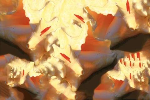 Background seashell Stock Photos