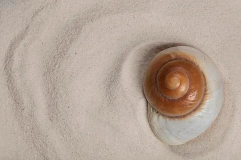 Background seashell in the sand. Sandy texture with a large ocean shell Stock Photos