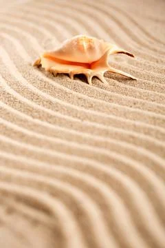 Background of seashell on sand. Wavy sand texture with place for text. Stock Photos