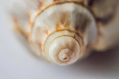 Background of a seashell surface extreme macro image Stock Photos